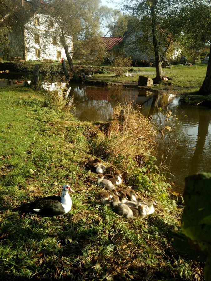 Biofarma Dolejsi Mlyn Villa Kamberk Eksteriør bilde